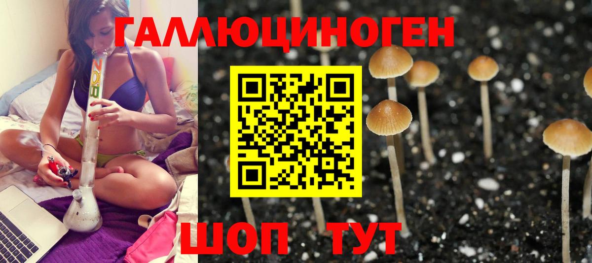 Муром  Галлюциногенные грибы Psilocybine cubensis  Вход с VPN 